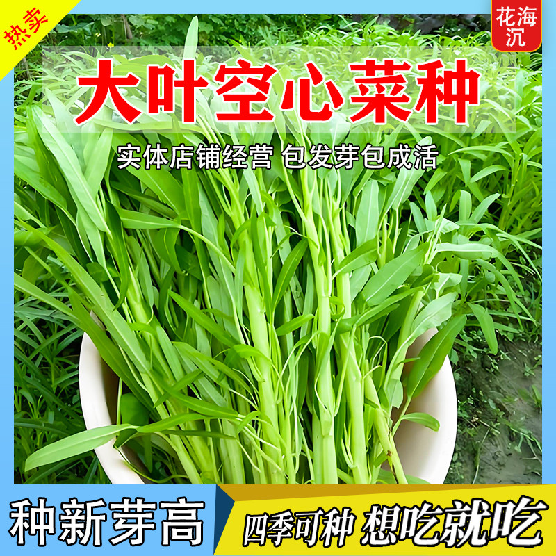 大叶空心菜种子圆叶四季菜苗菜籽蔬菜大叶空心菜种籽种孑农家盆栽