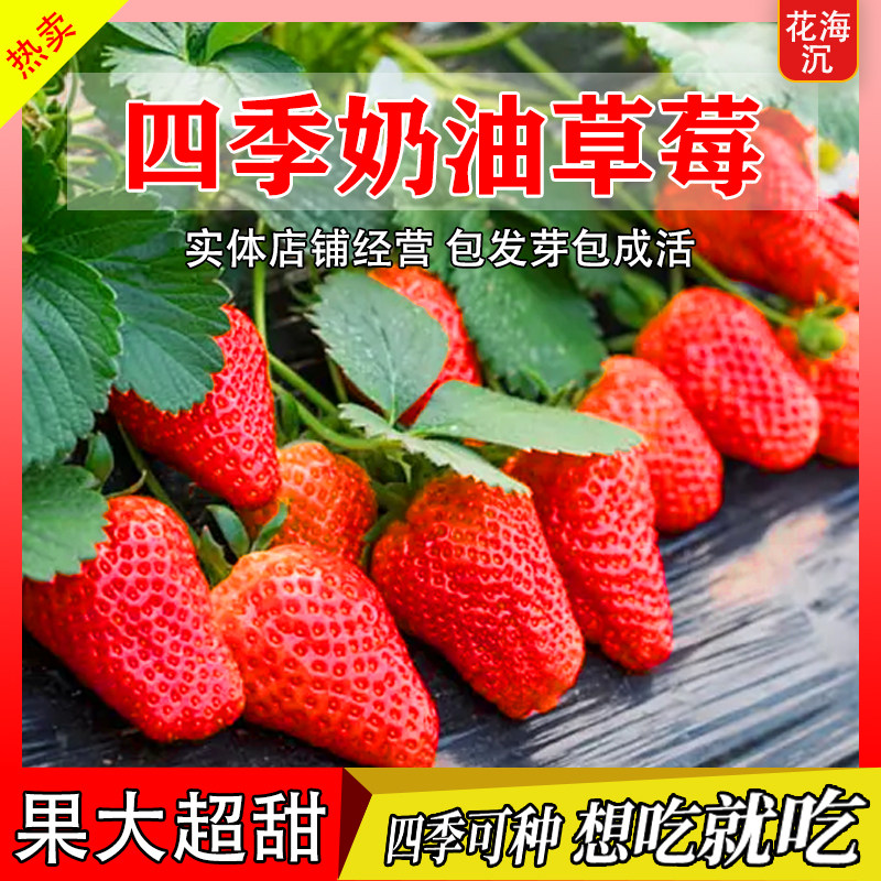 奶油草莓种子籽四季结果高产室内外盆栽庭院水果种籽蔬菜种籽大全
