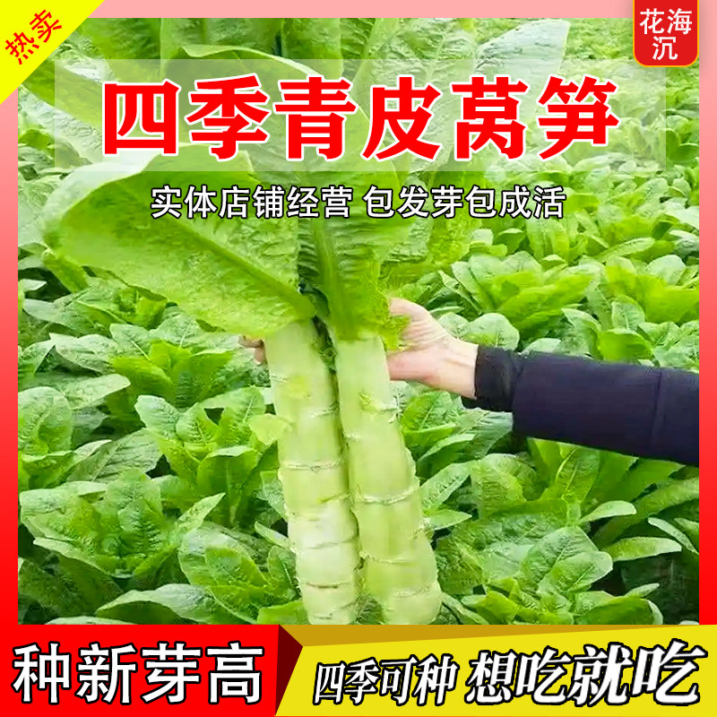 秋莴笋种子菜种青皮绿肉窝笋莴苣种籽高产耐热春秋冬播种蔬菜种籽