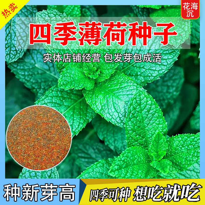食用薄荷种子柠檬薄荷种子驱蚊花草植物种子四季阳台薄荷盆栽可食