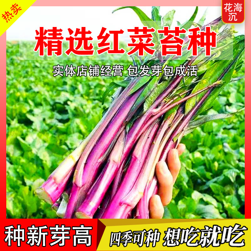 精选红菜苔种子菜心十月红紫菜苔红菜苔种植农家庭院四季蔬菜种子