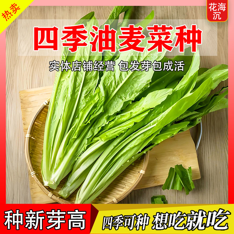 油麦菜种子大叶耐热四季阳台盆栽油麦苦菜青菜农家蔬菜种籽