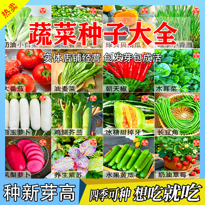 蔬菜种子大全辣椒籽茄子生菜番茄四季青蔬菜种子原装蔬菜种子大全