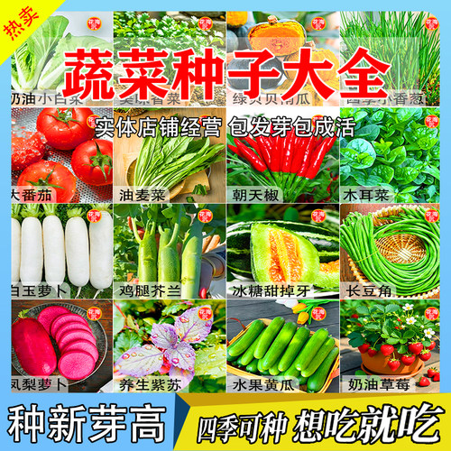 蔬菜种子大全辣椒籽茄子生菜番茄四季青蔬菜种子原装蔬菜种子大全