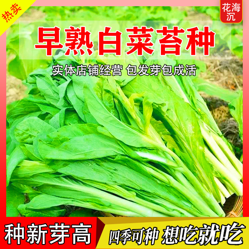 早熟奶油白菜苔种子高产侧芽多味甜软白菜心阳台庭院农家蔬菜种子