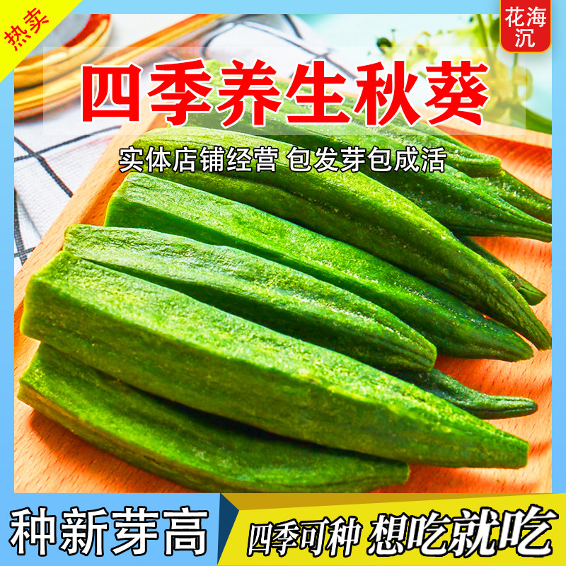 秋葵种子黄绿秋葵种籽四季播高产黄秋葵种籽农家阳台庭院蔬菜种子