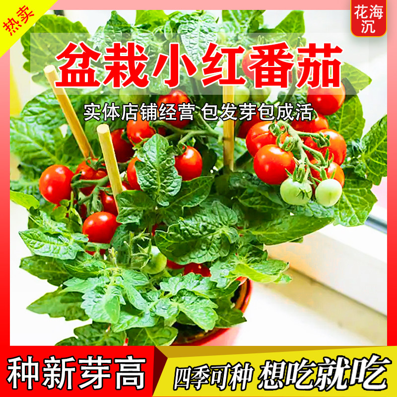矮生小番茄种子盆栽秋冬季西红柿圣女果种籽菜籽蔬菜种子水果番茄