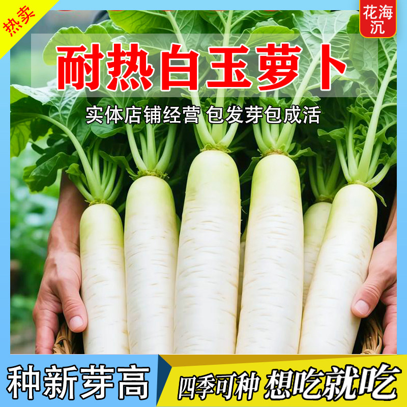 夏季耐热夏抗40白萝卜种子大全白玉萝卜水果萝卜种籽四季蔬菜种子