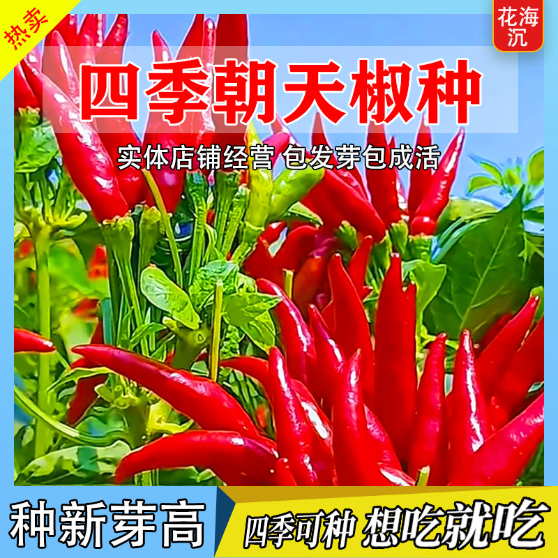 朝天椒种子种籽辣椒苗小米辣小米椒籽种大全批发蔬菜各种菜孑秧苗