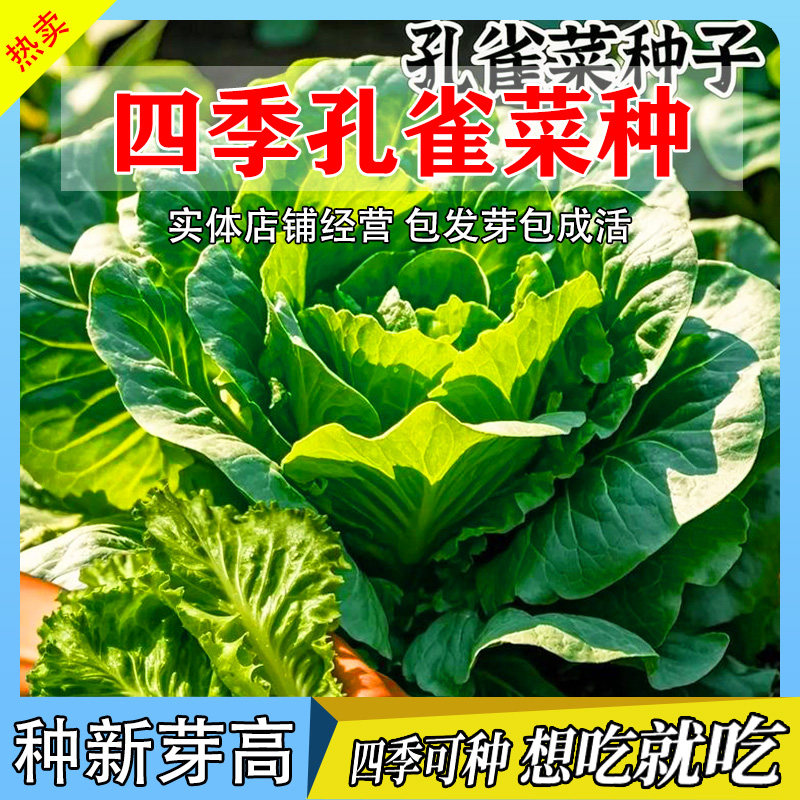 四季孔雀菜种子耐高温绿青菜沙拉菜种孑籽种植高产农菜园种籽大全
