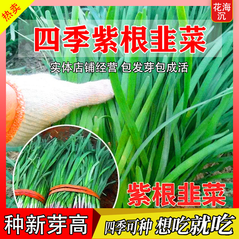 正宗紫根韭菜种子高产宽叶红根韭菜种子阳台盆栽四季种植蔬菜种子