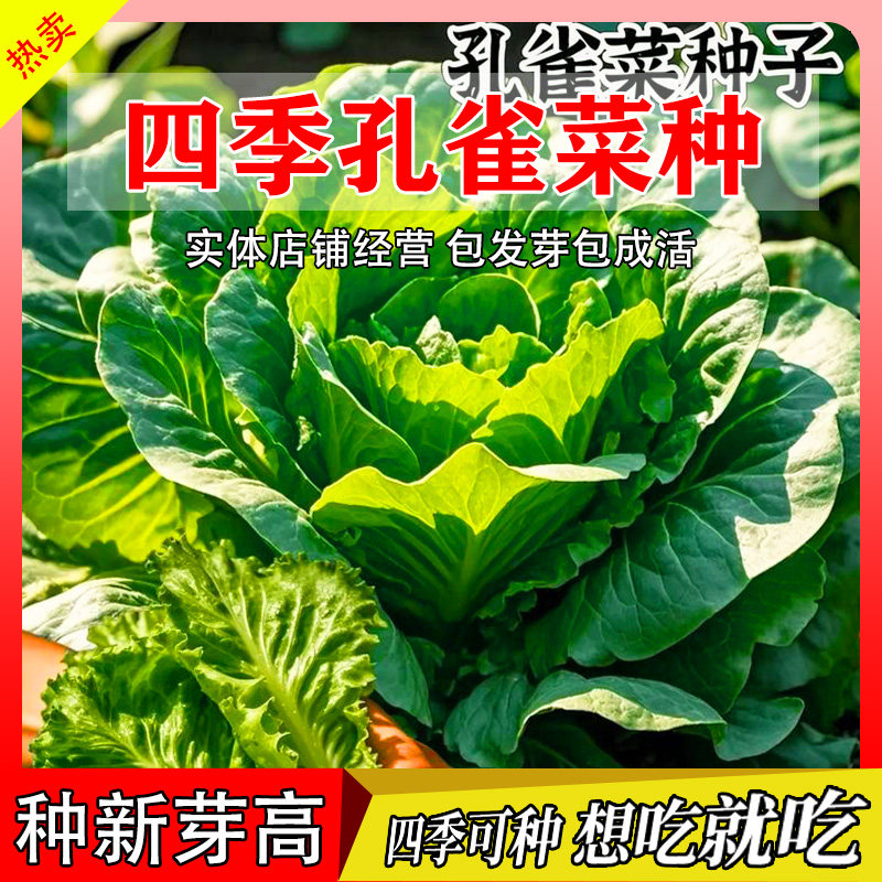 四季孔雀菜种子耐高温绿青菜沙拉菜种孑籽种植高产农菜园种籽大全