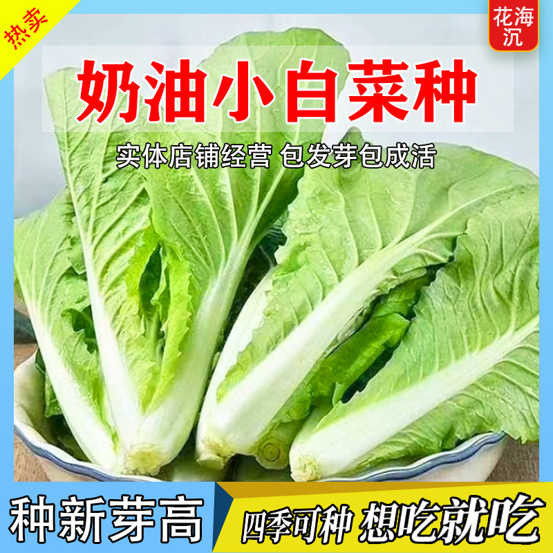 四季奶油白菜籽种子白雪奶白菜矮脚奶油味小白菜种籽蔬菜种子大全