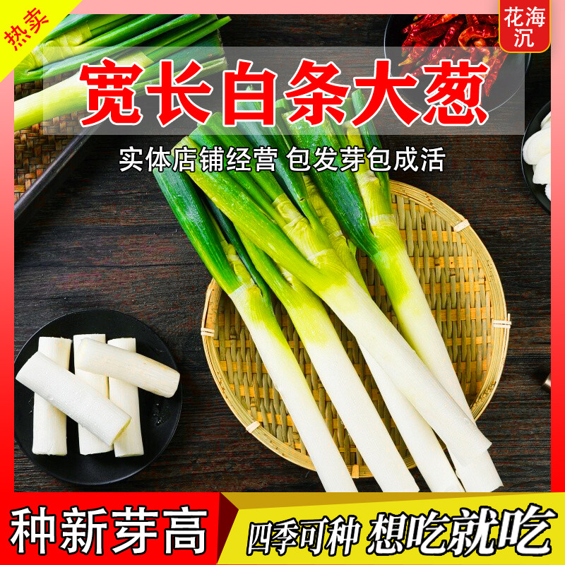 长白条大葱种子铁杆大葱种子四季高产庭院田园香葱小葱种蔬菜种孑