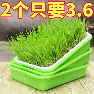 育苗盘芽苗盘菜阳台种菜盆水培蔬菜豆芽无土小麦蒜苗种植盘育苗盆
