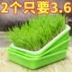 育苗盘芽苗盘菜阳台种菜盆水培蔬菜豆芽无土小麦蒜苗种植盘育苗盆