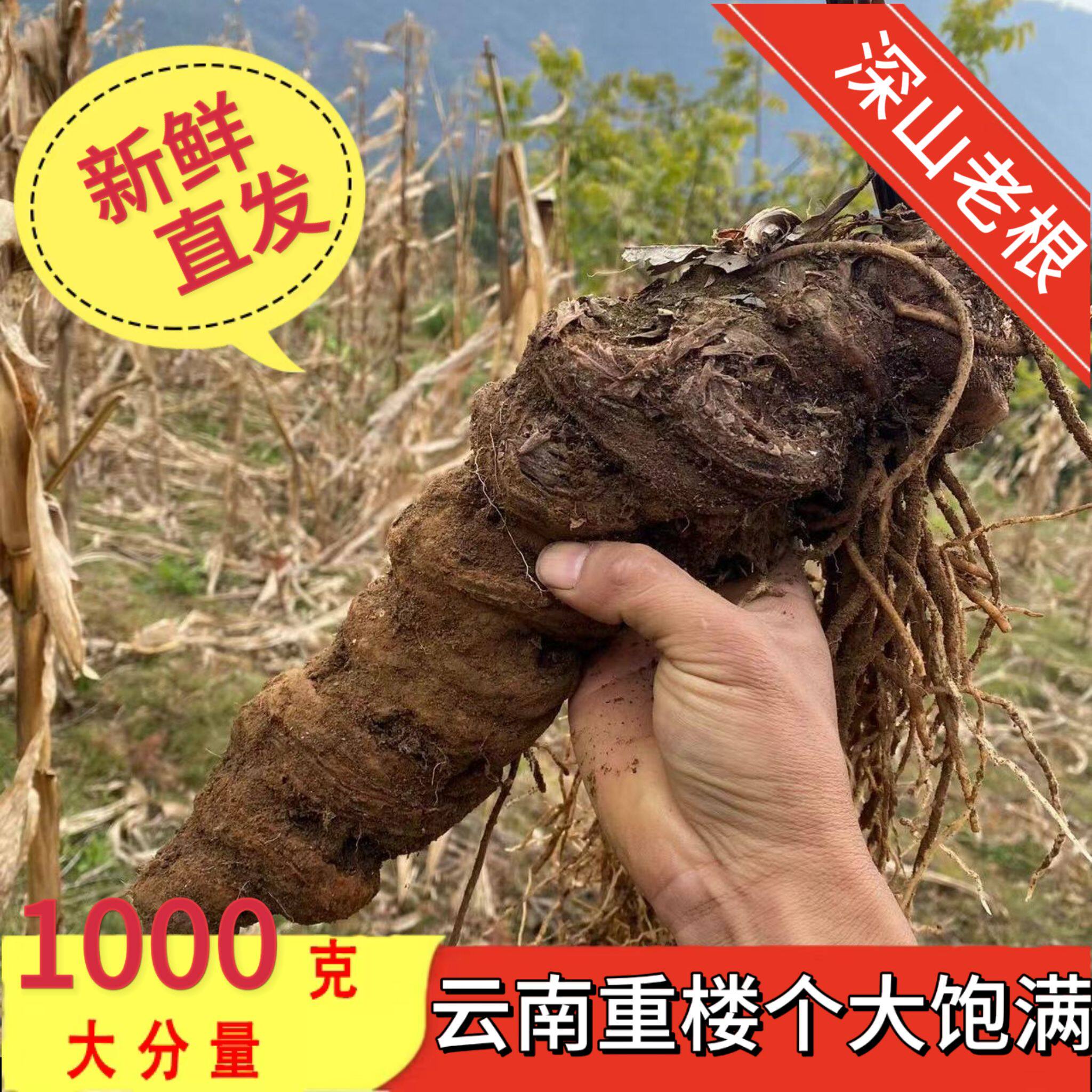 正宗野生新鲜老根大个重楼中药材七叶一枝花干货500g现采现发正品