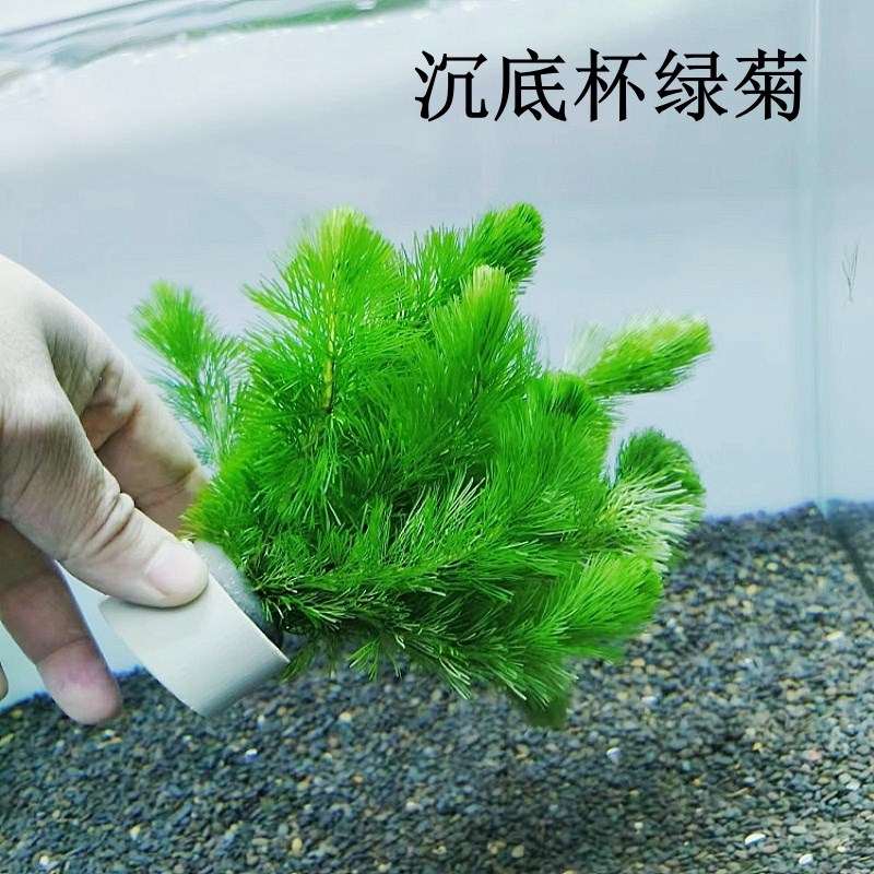 绿菊水草坨鱼缸造景沉底环蜈蚣草懒人水生植物净化水质增氧中后景
