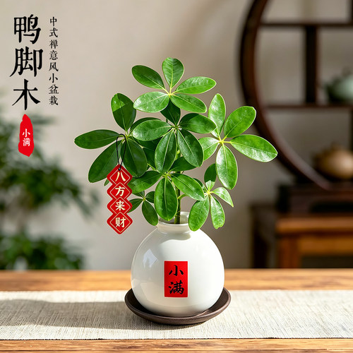 鸭脚木水养植物办公室桌面绿植