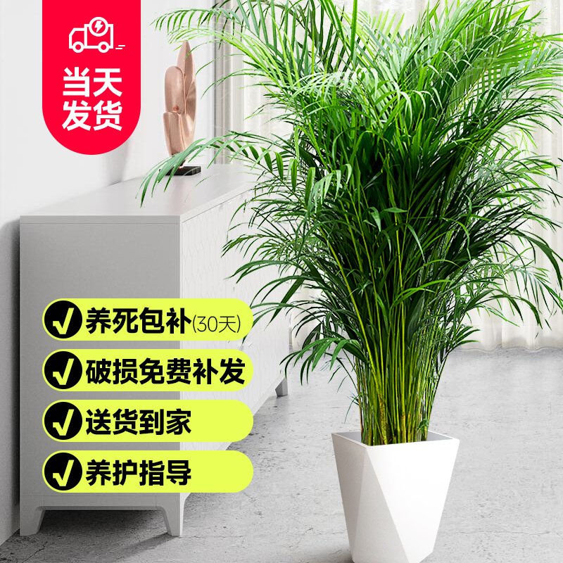 凤尾竹散尾葵大型盆栽