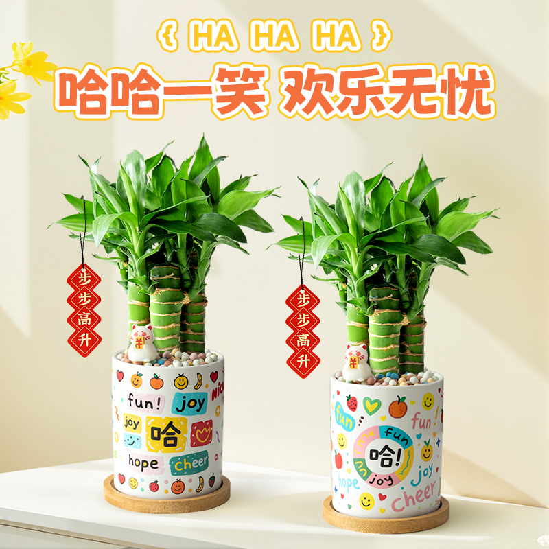 文昌竹竹4支金榜题名书桌绿植