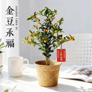 金豆福豆盆景室内年宵花招财盆栽办公室客厅绿植摆件金桔好养花卉