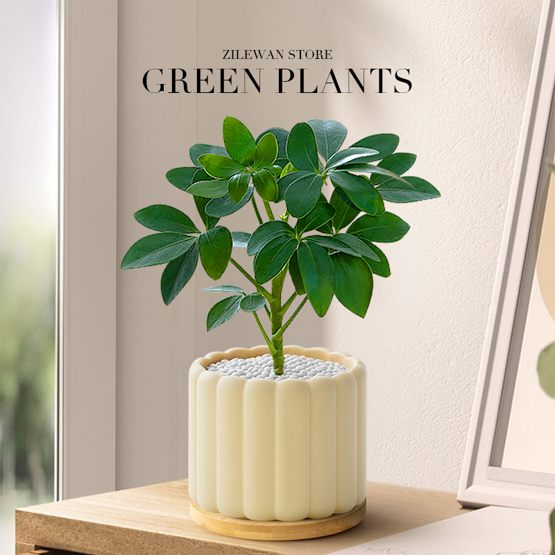 鸭脚木盆栽办公室内植物七叶莲