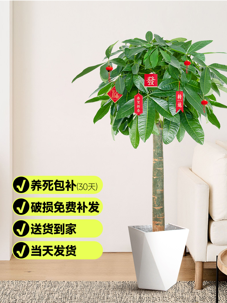 发财树客厅大盆栽大型绿植室内真花卉植物办公室盆景乔迁开业送礼