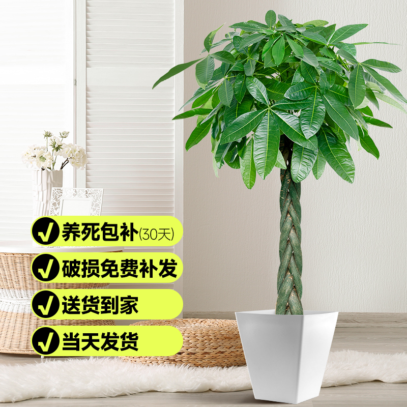辫子发财树大型植物客厅室内摆放