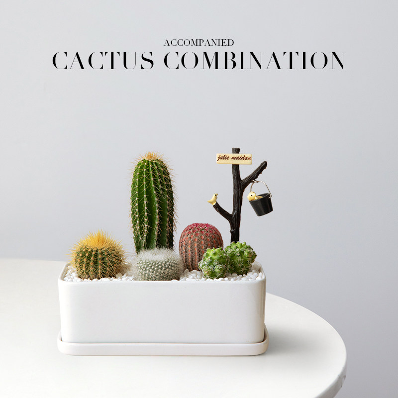 仙人掌盆栽组合多肉植物办公室桌面绿植创意趣味生日礼物四季好养