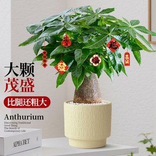 粗壮发财树盆栽桌面绿植乔迁新家招财树植物净化空气门店开业送礼