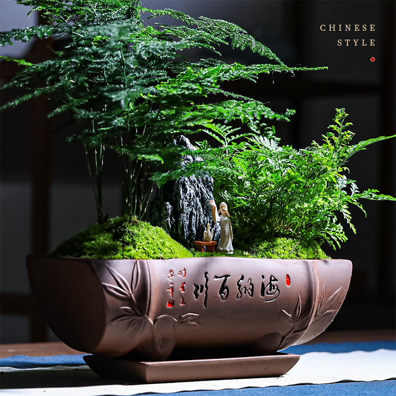 文竹小盆栽新中式禅意茶室微景观盆景室内办公室花卉绿植好养植物
