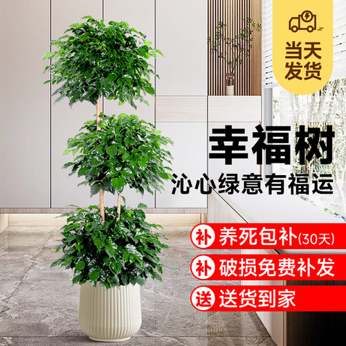幸福树盆栽植物室内办公室盆景乔迁大型绿植客厅高级落地四季花卉