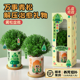 植季放青松绿植雾松室内小盆栽雾凇办公室桌面放轻松植物摆件四季