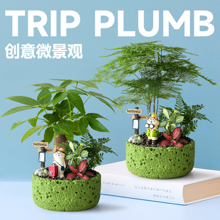 发财树小盆栽文竹室内桌面招财花卉办公绿植云竹盆景植物生日礼物