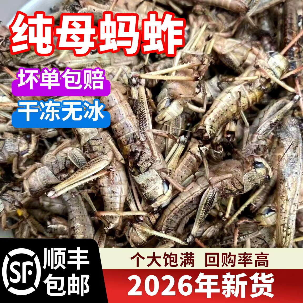 蚂蚱新鲜活虫速冻纯母带籽油炸即食蝗虫食用昆虫蚱蜢烧烤商用批发