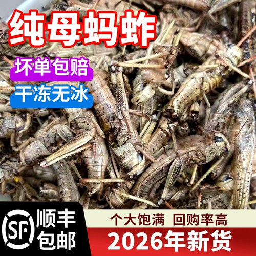 蚂蚱新鲜活速冻纯母带籽油炸即食