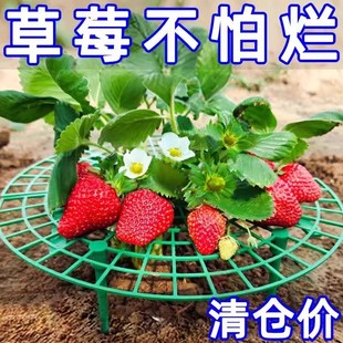 【草莓活了】草莓托盘支架种植绿植拼接防烂倒伏叶烂果园艺支撑架