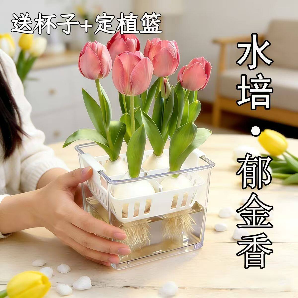 水培郁金香专用器皿花盆非玻璃花瓶水养塑料定植篮水养种球花篮