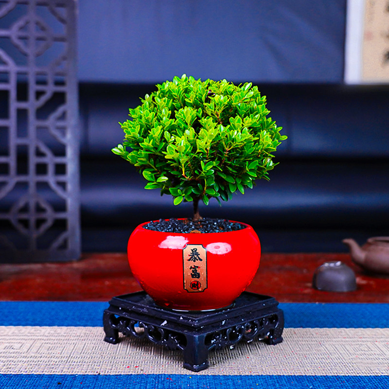 小叶赤楠室内福气绿植盆栽桌面绿植喜庆花卉绿植中式客厅茶台摆件,鲜花速递/花卉仿真/绿植园艺,绿植,淘宝优惠券,粉丝福利购,淘宝优惠卷