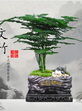 舍得文竹盆栽中式茶台盆景室内客厅办公室桌面绿植盆栽好养活