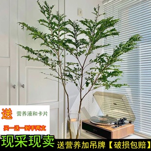 买一送一水培绿植物鲜切枝美男树马醉木平替客厅卧室装饰易养活