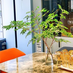 美男树水培鲜切枝四季室内客厅马醉木进口吊钟平替卧室花落地绿植