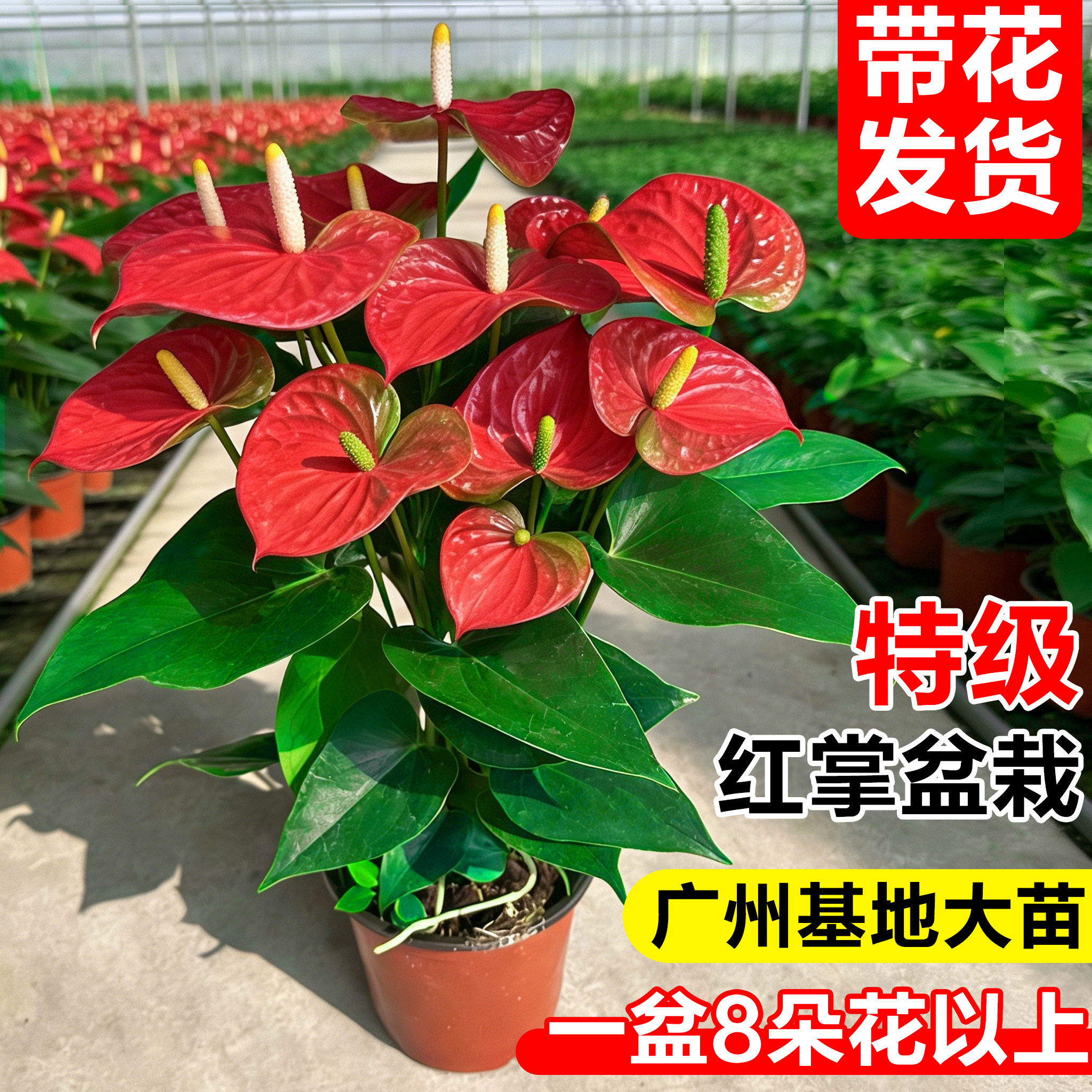 新疆包邮红掌盆栽带花大叶大花室内客厅四季好养鸿运当头花卉绿植