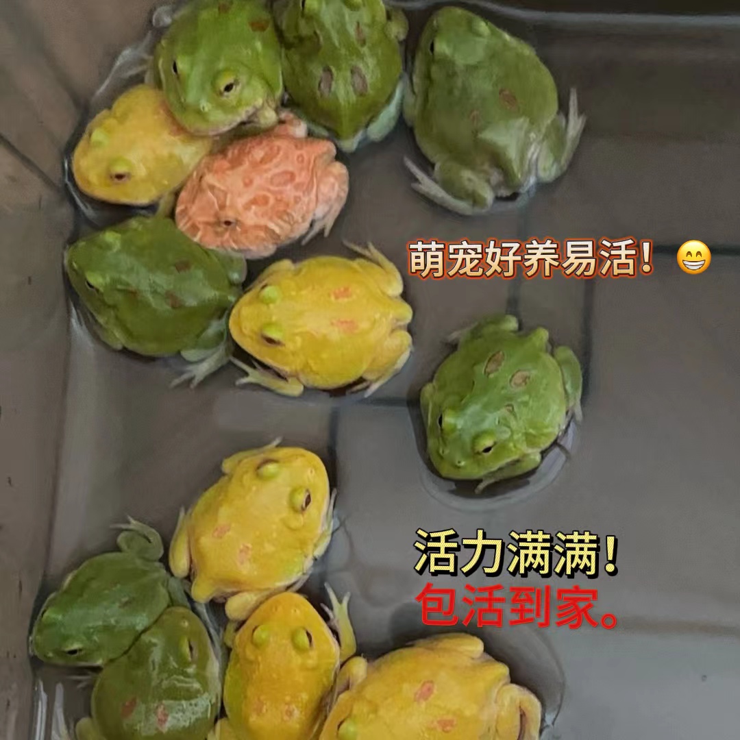 爬宠甲虫箱昆虫独角仙锹甲虫造景