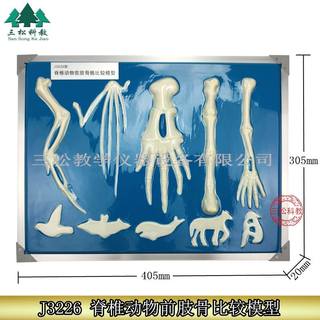 脊椎动物前肢骨骼比较模型 3226 高中生物实验教具 教学仪器