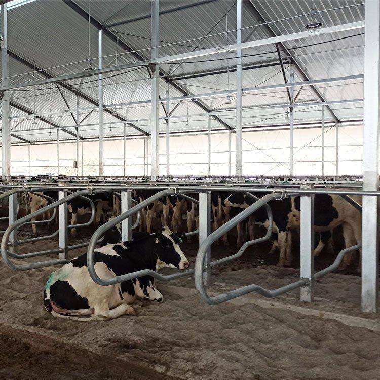 热卖养殖设备热镀锌自锁式双开口奶牛场牛颈珈设备 漏粪板牛颈枷,机械设备,其他机械设备,淘宝优惠券,粉丝福利购,淘宝优惠卷