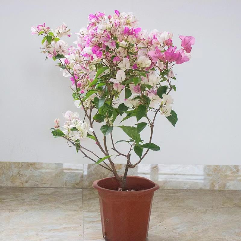 三角梅盆栽中国红绿樱爬藤重瓣四季开花阳台庭院耐寒老桩植物花卉