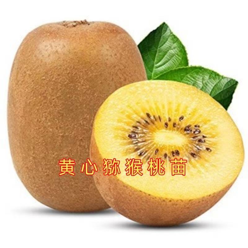 香甜黄心猕猴桃树苗南北方种植盆栽地栽猕猴桃苖脆甜当年结果树苗