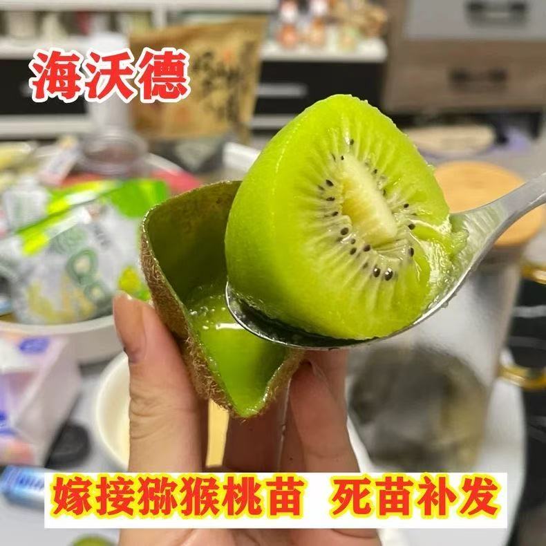 海沃德猕猴桃树苗南北方种植盆栽地栽猕猴桃苖脆甜当年结果猕猴桃